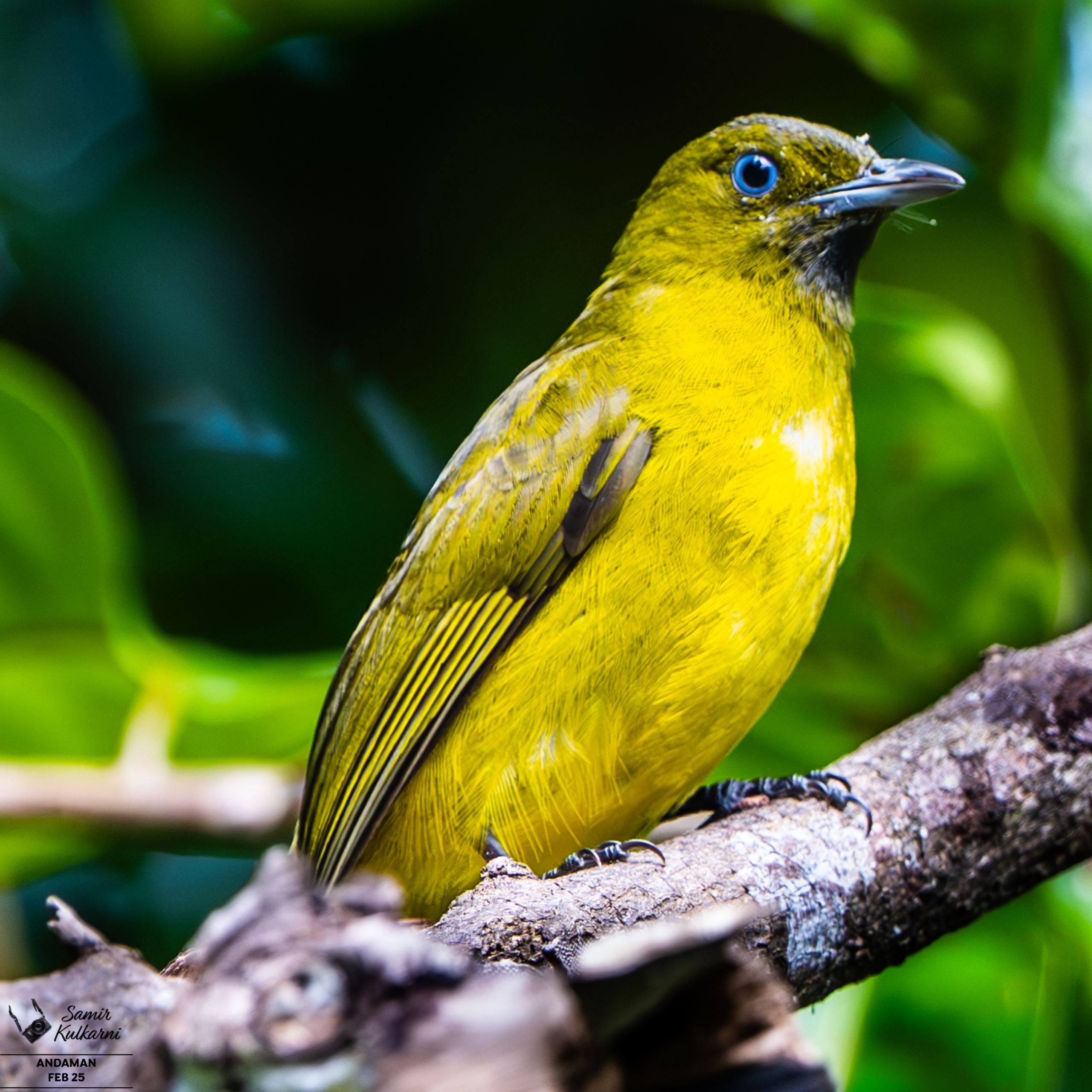 Andaman bulbul