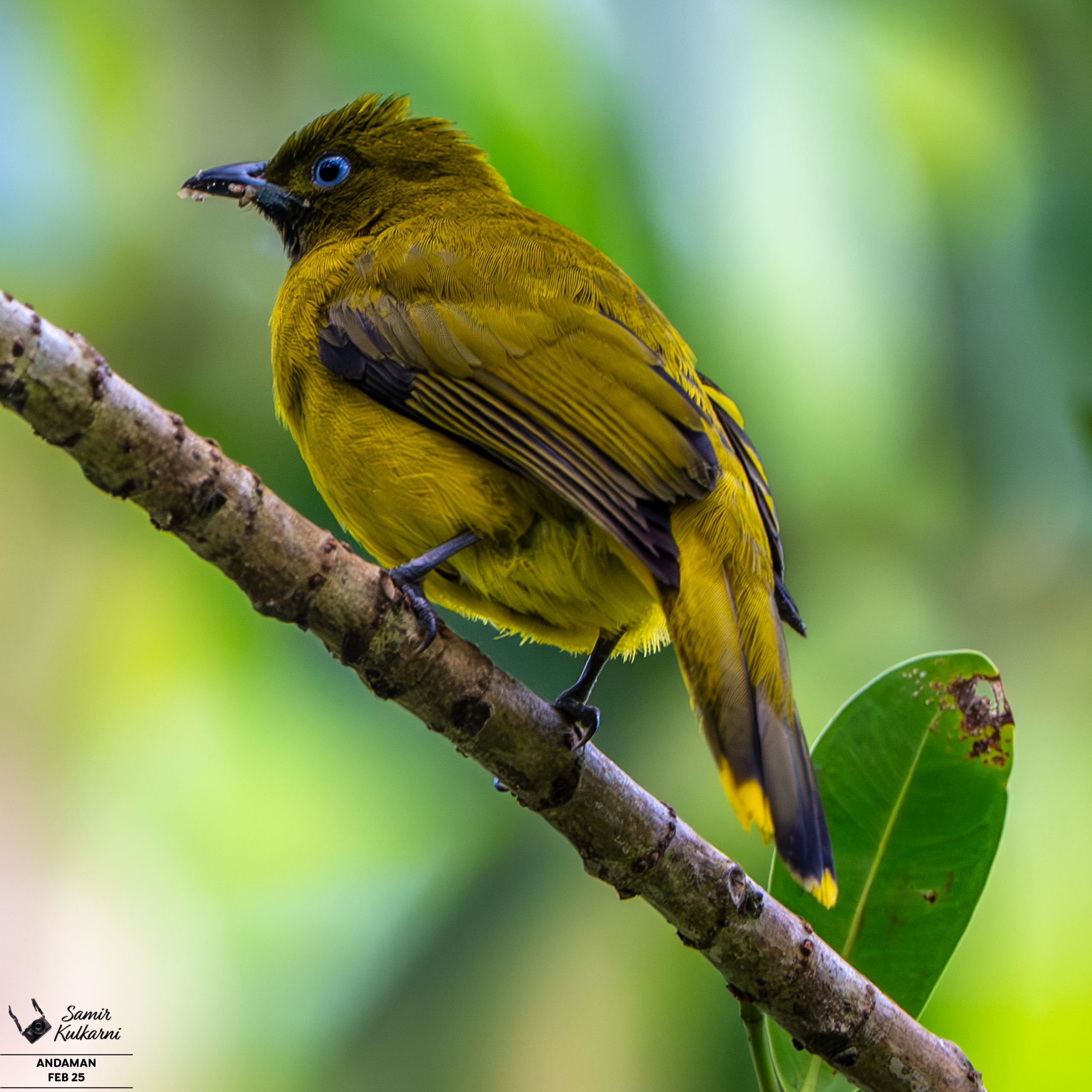 Andaman bulbul