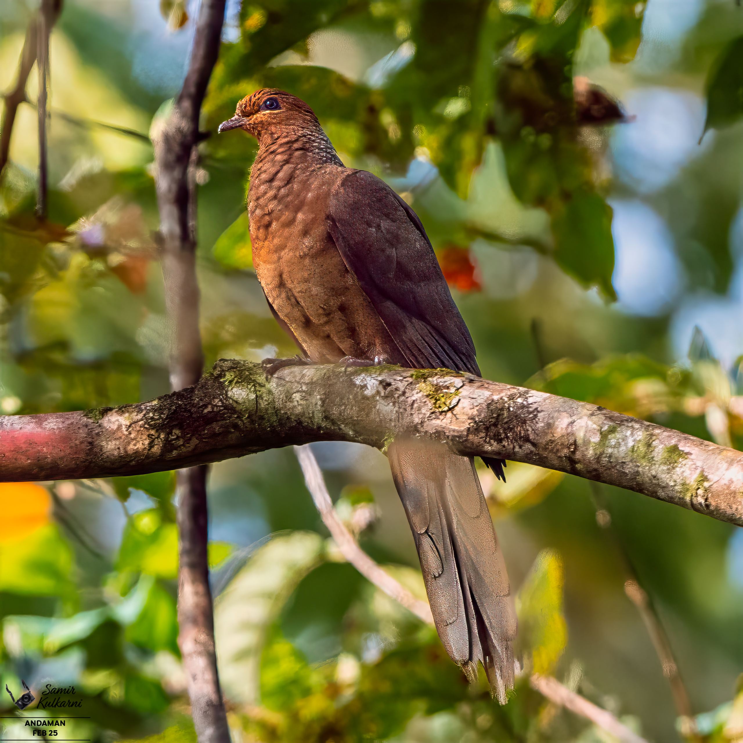 Andaman Cuckoo-Dove