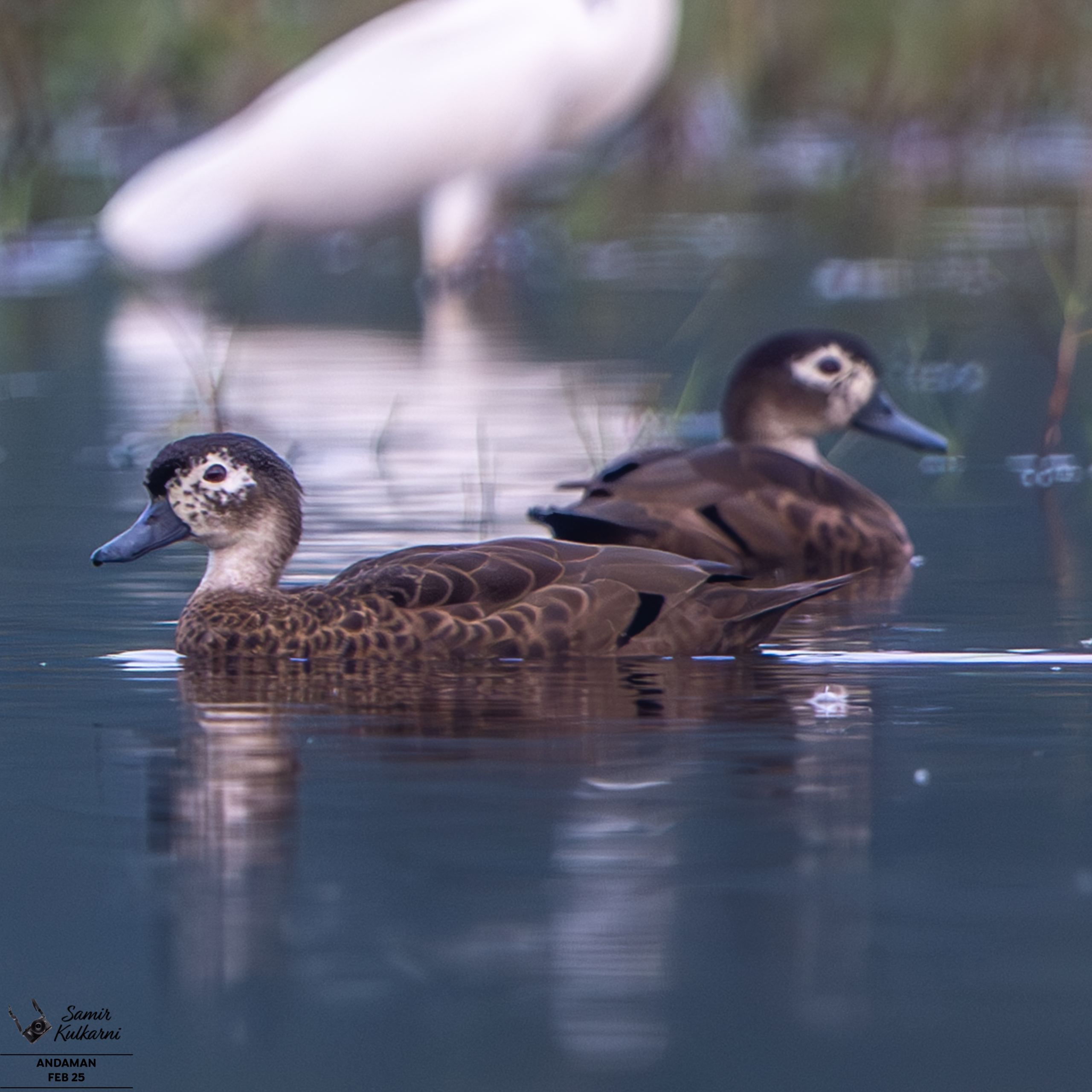 Andaman teal