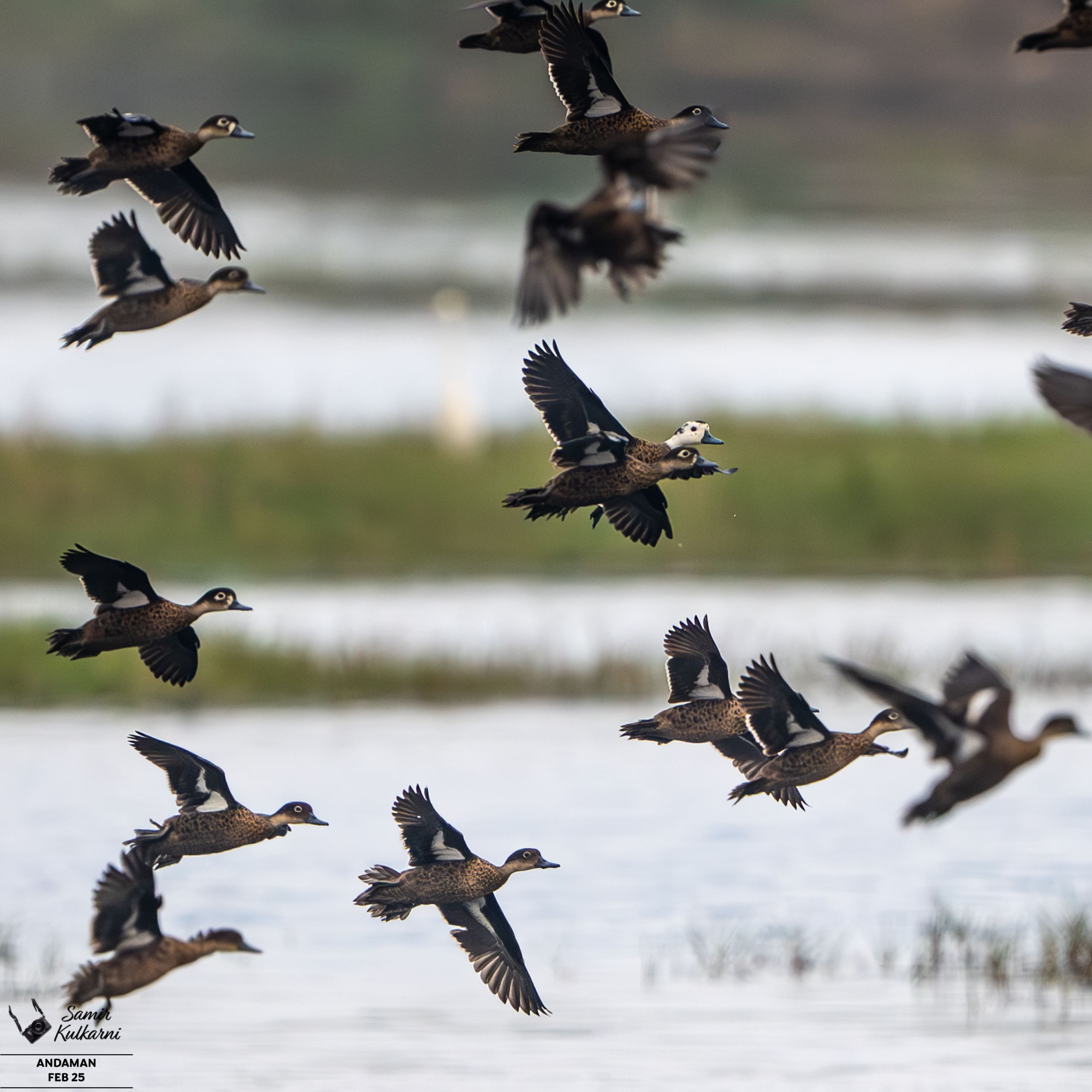 Andaman Teals