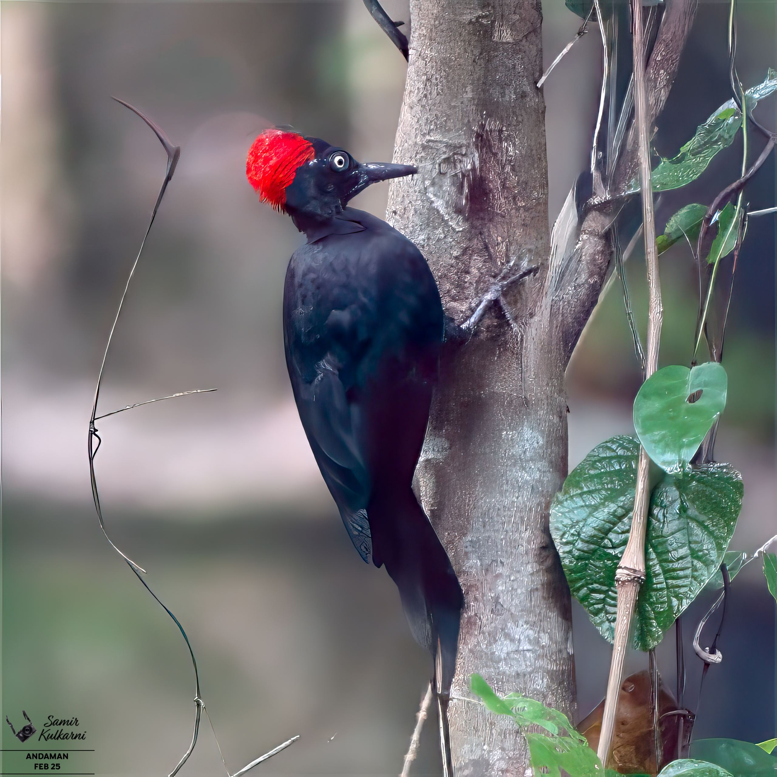 Andaman Woodpecker