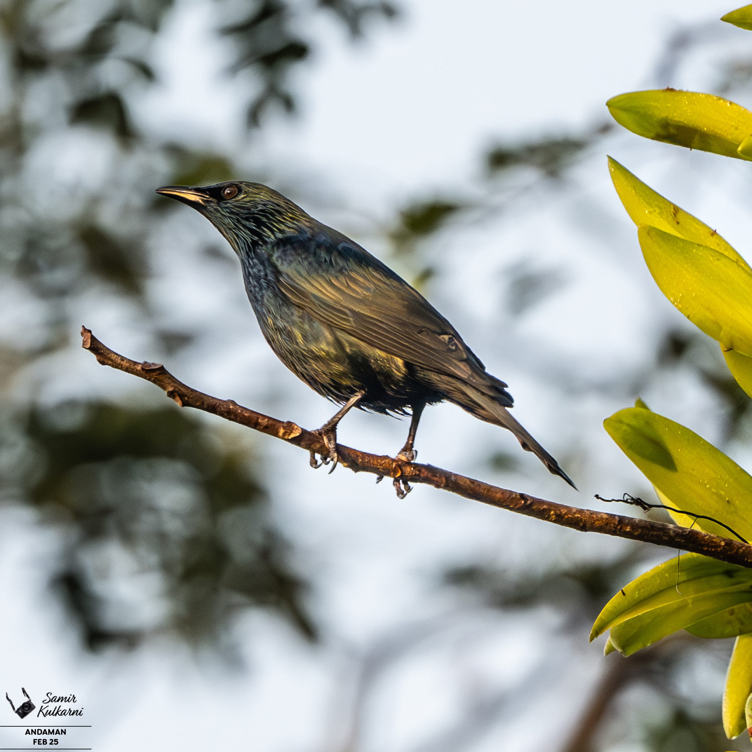 Asian Glossy Starling