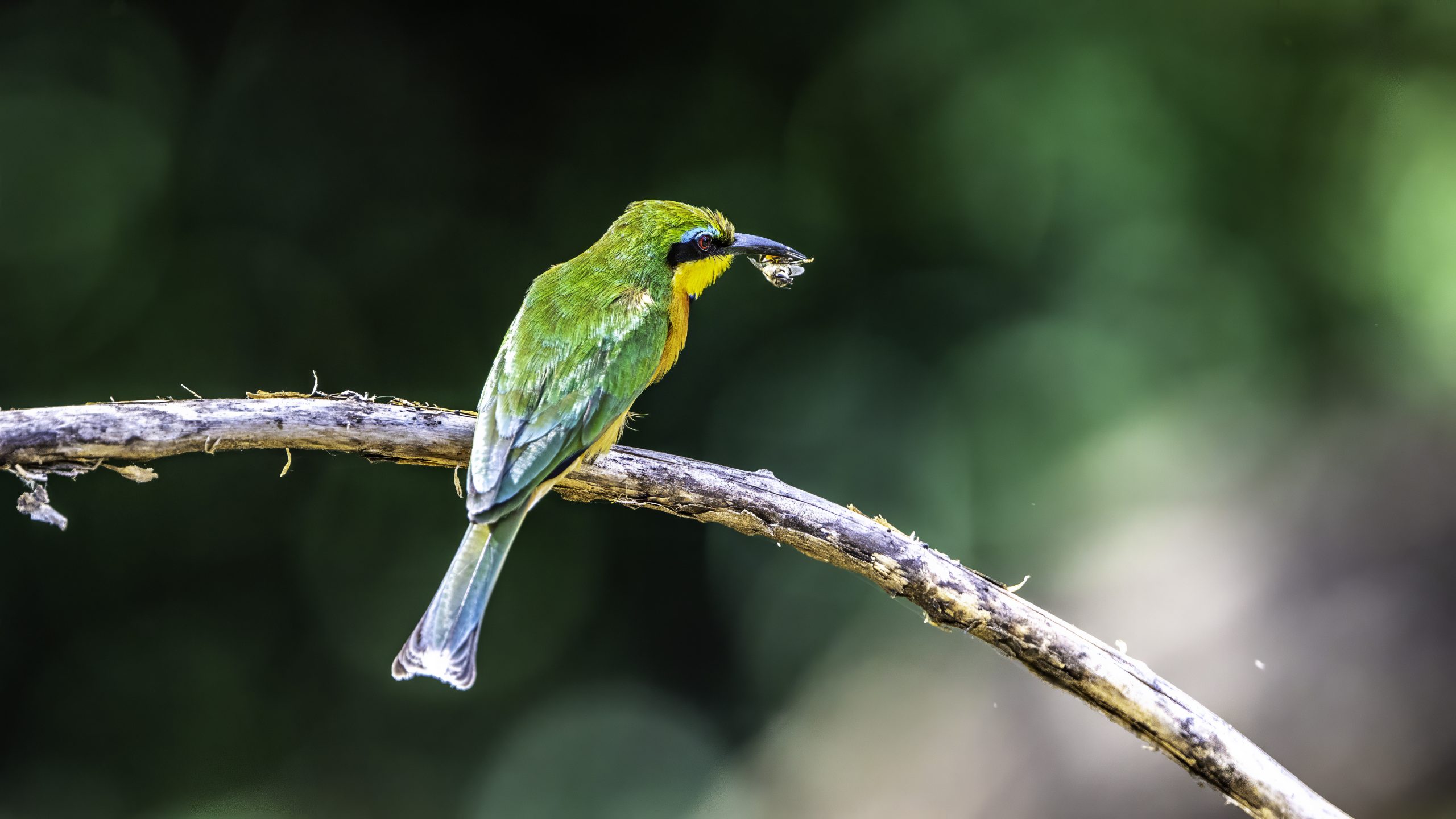 Beeeater