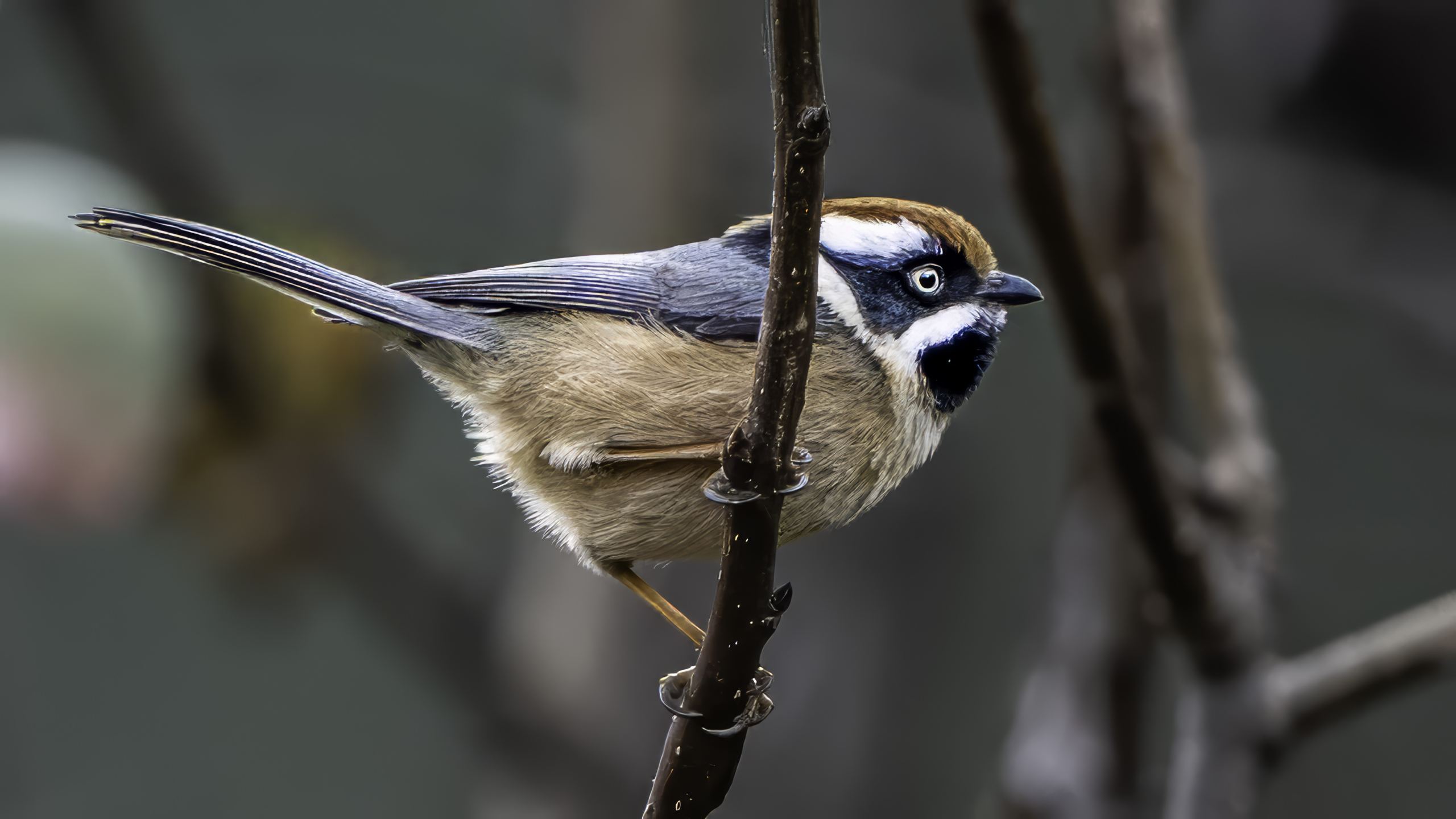 Black-throated Bushtit
