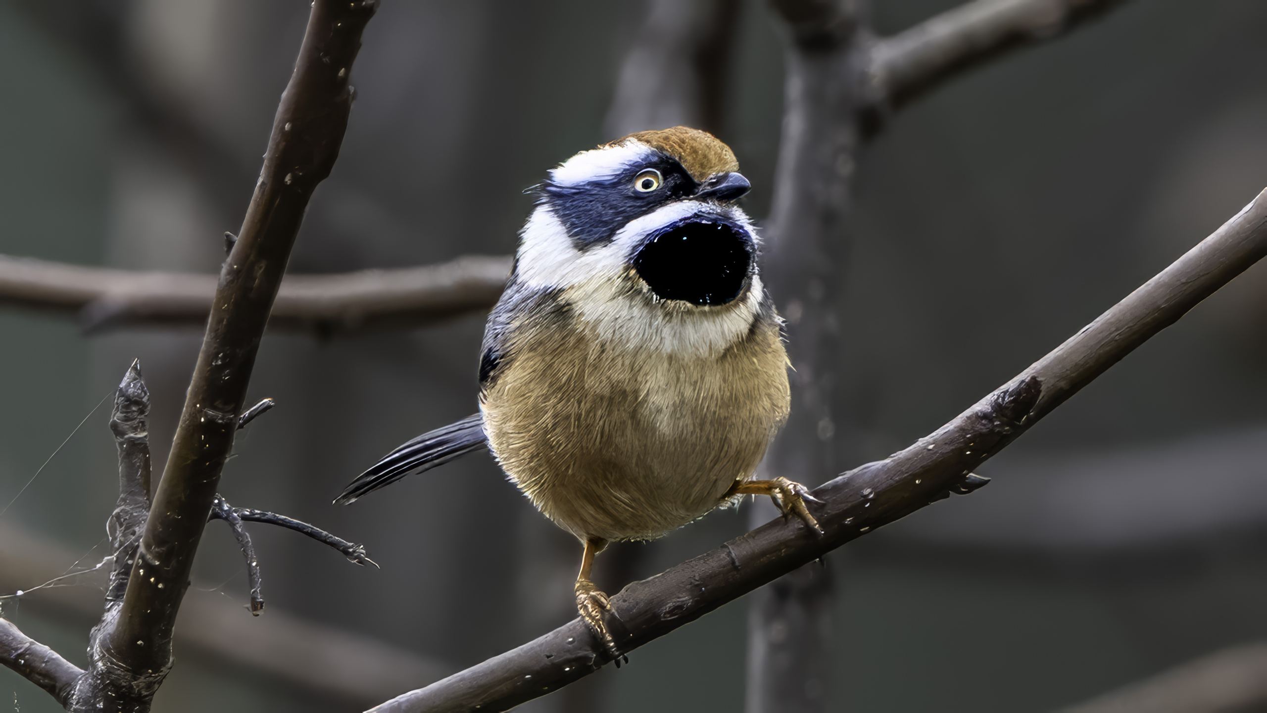 Black-throated Bushtit