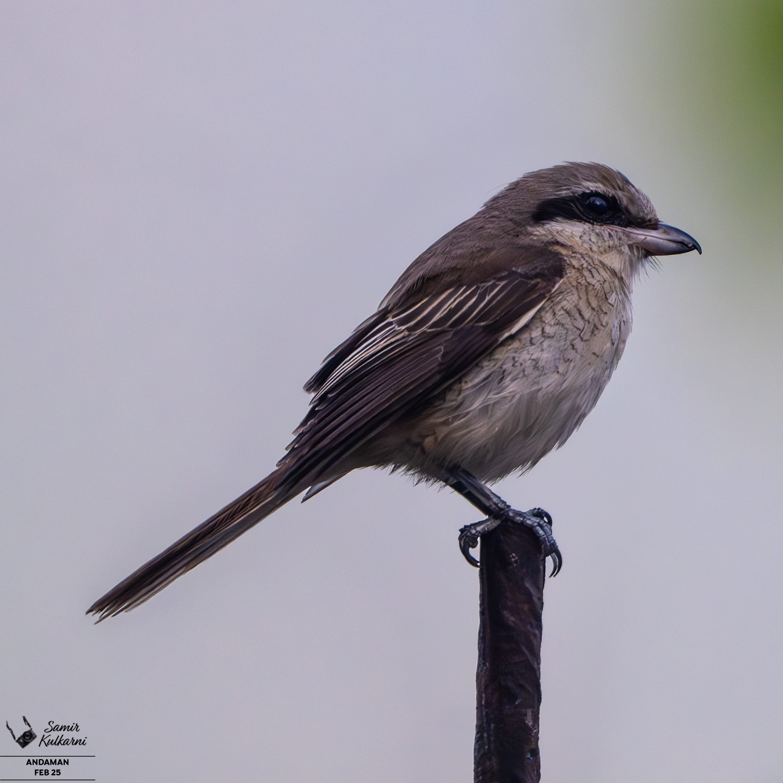 Brown Shrike