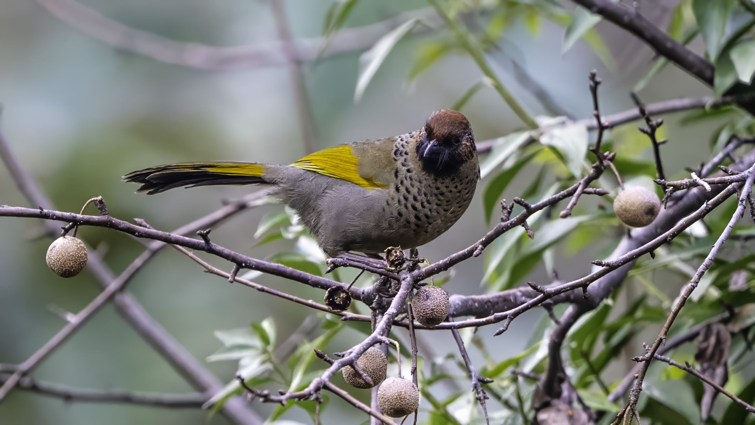 Chestnut-crowned Laughingthrush