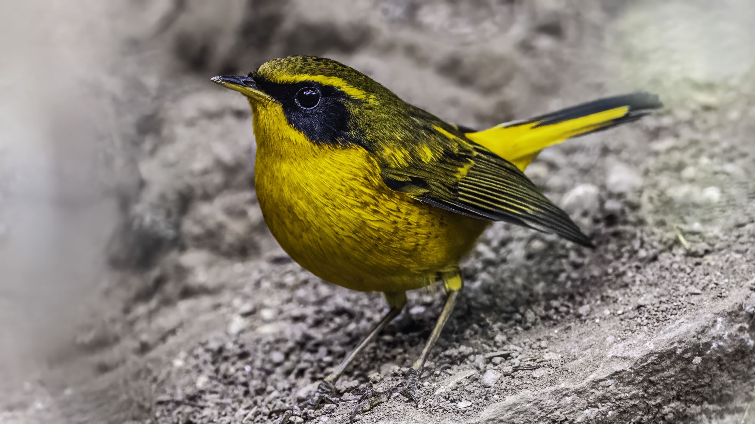 Golden Bush-Robin