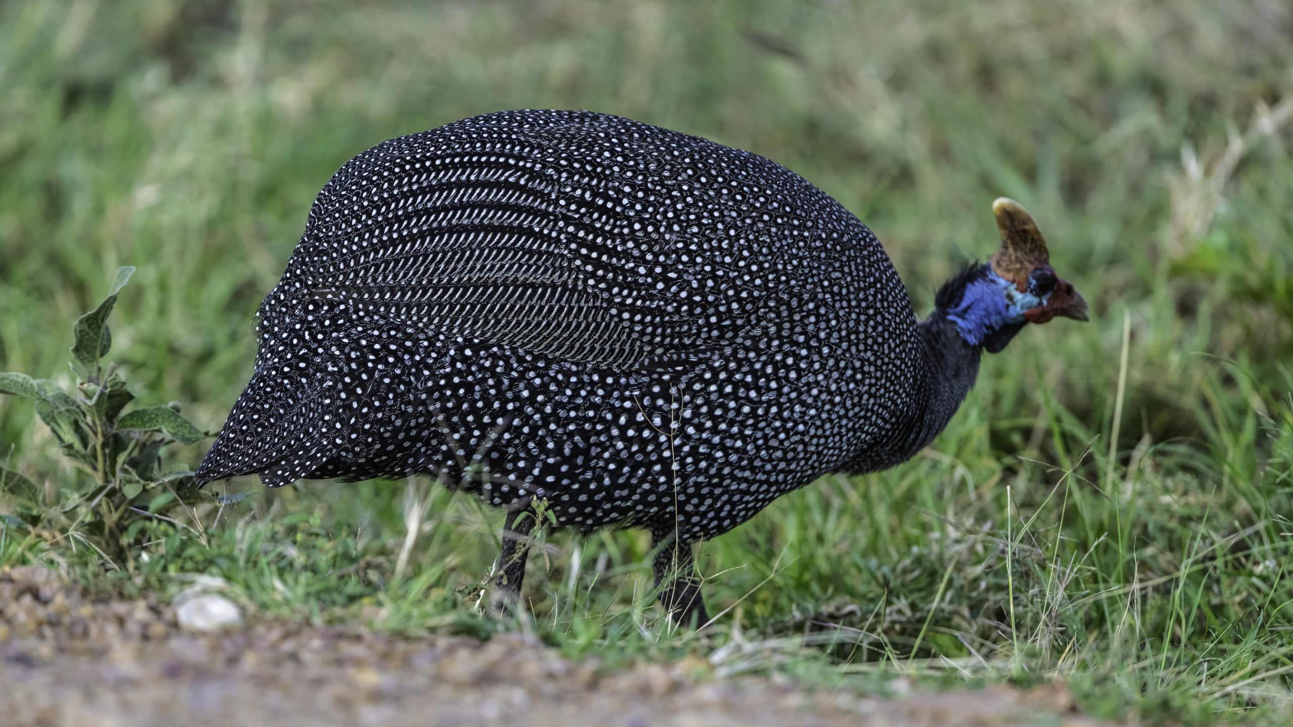Helmeted Guinafowl
