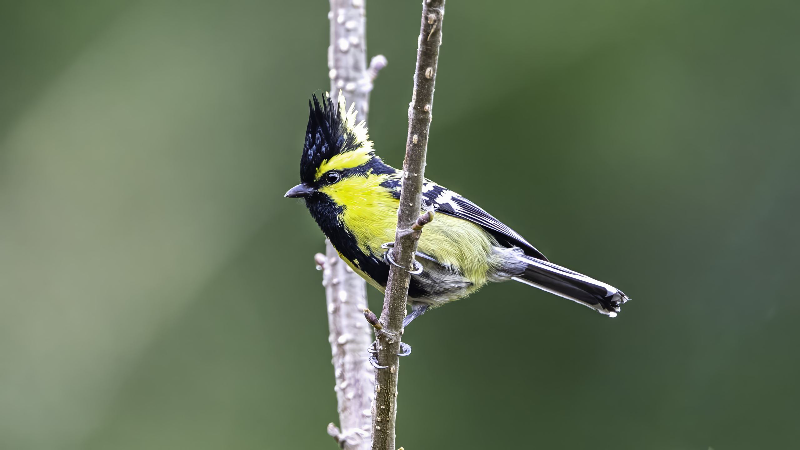 Himalayan black-lored tit