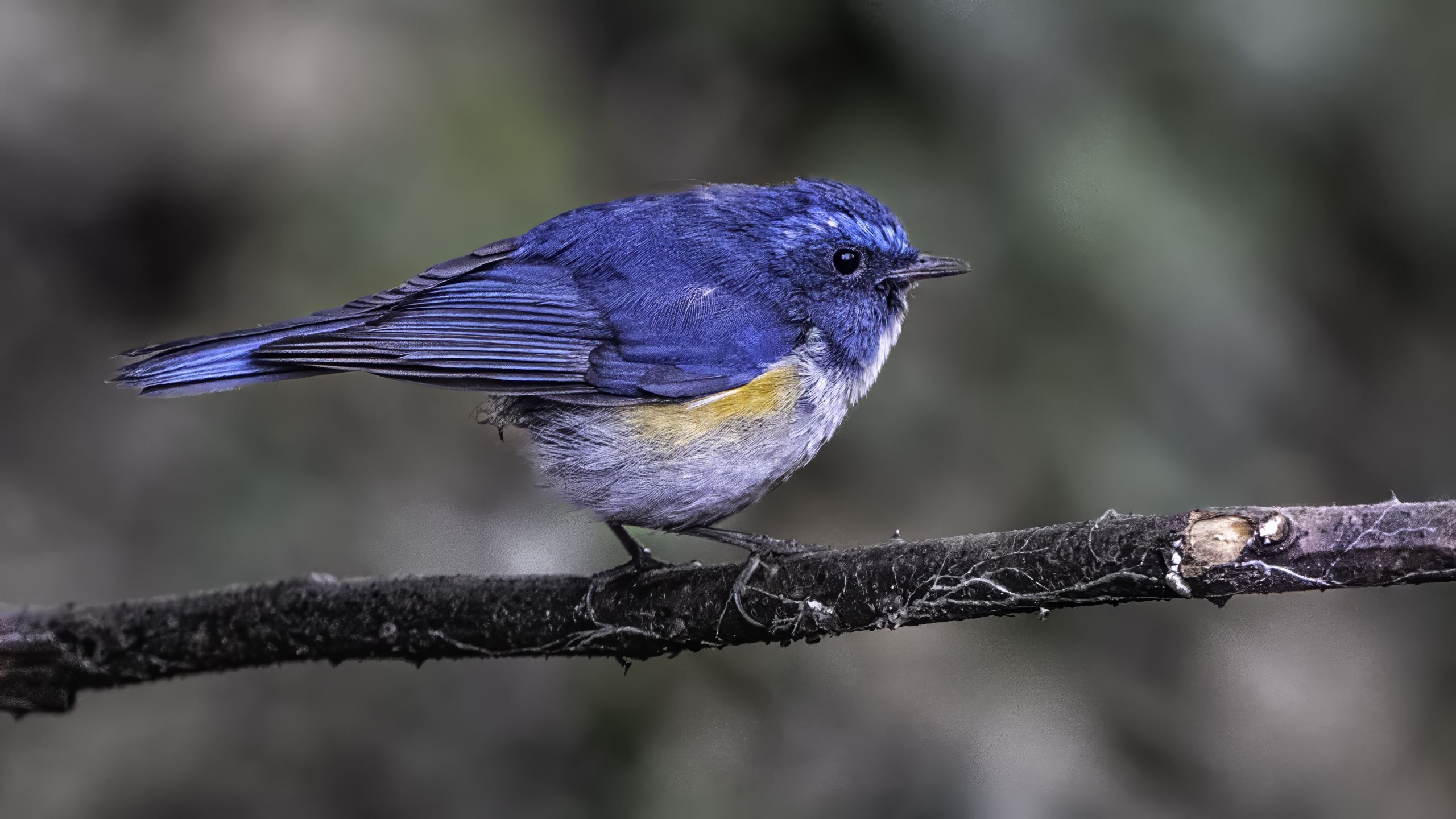 Himalayan Bluetail