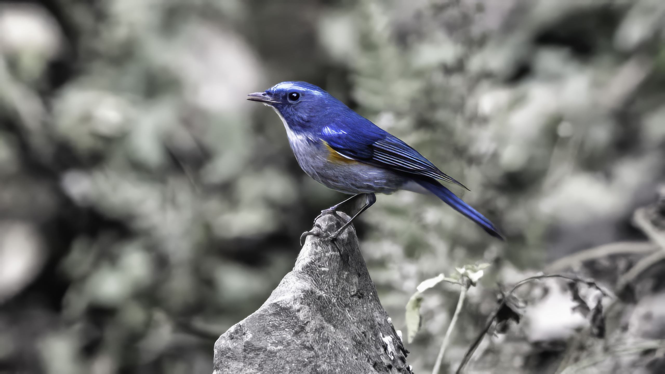 Himalayan bluetail