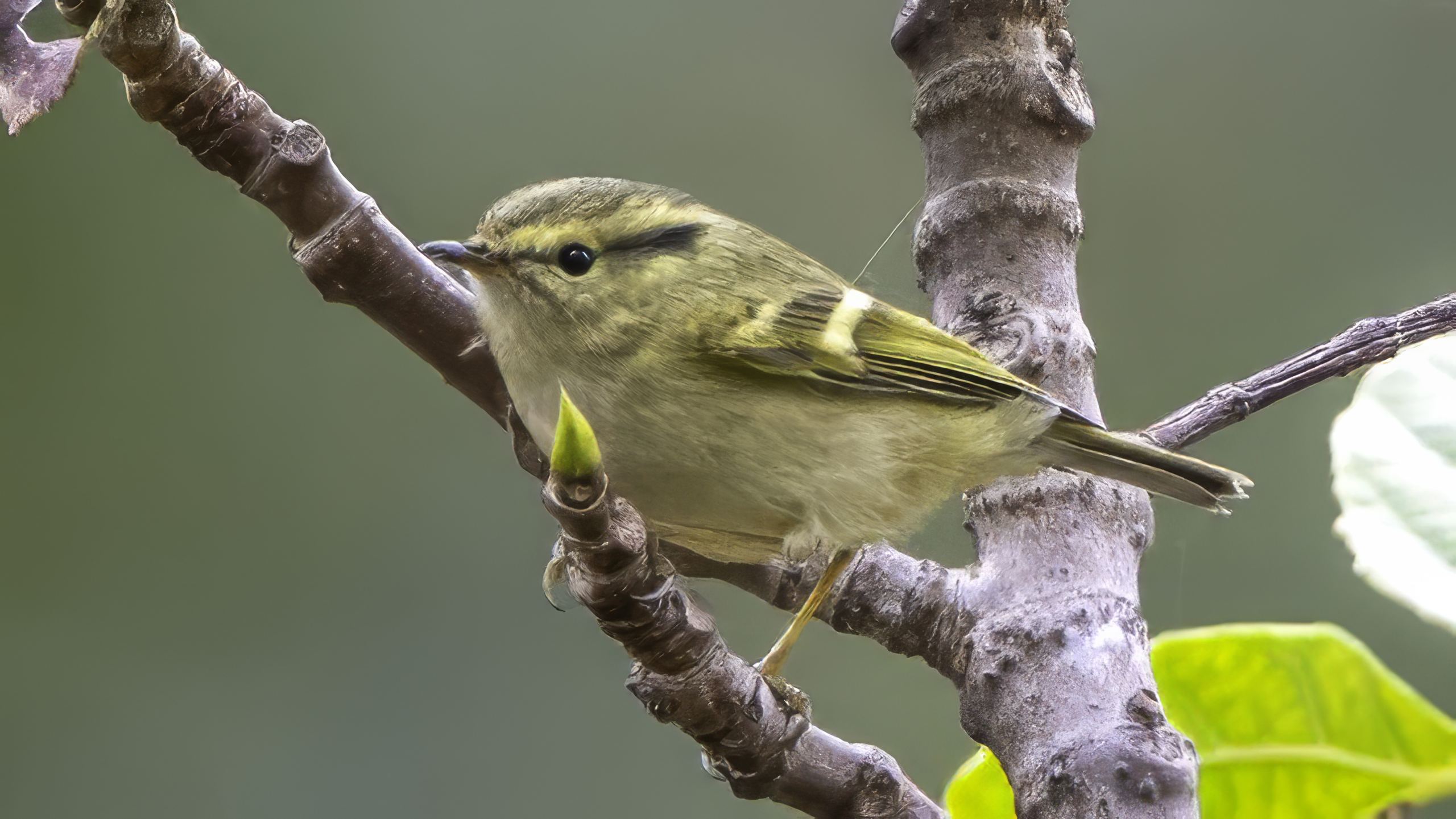 Lemon-rumped Warbler