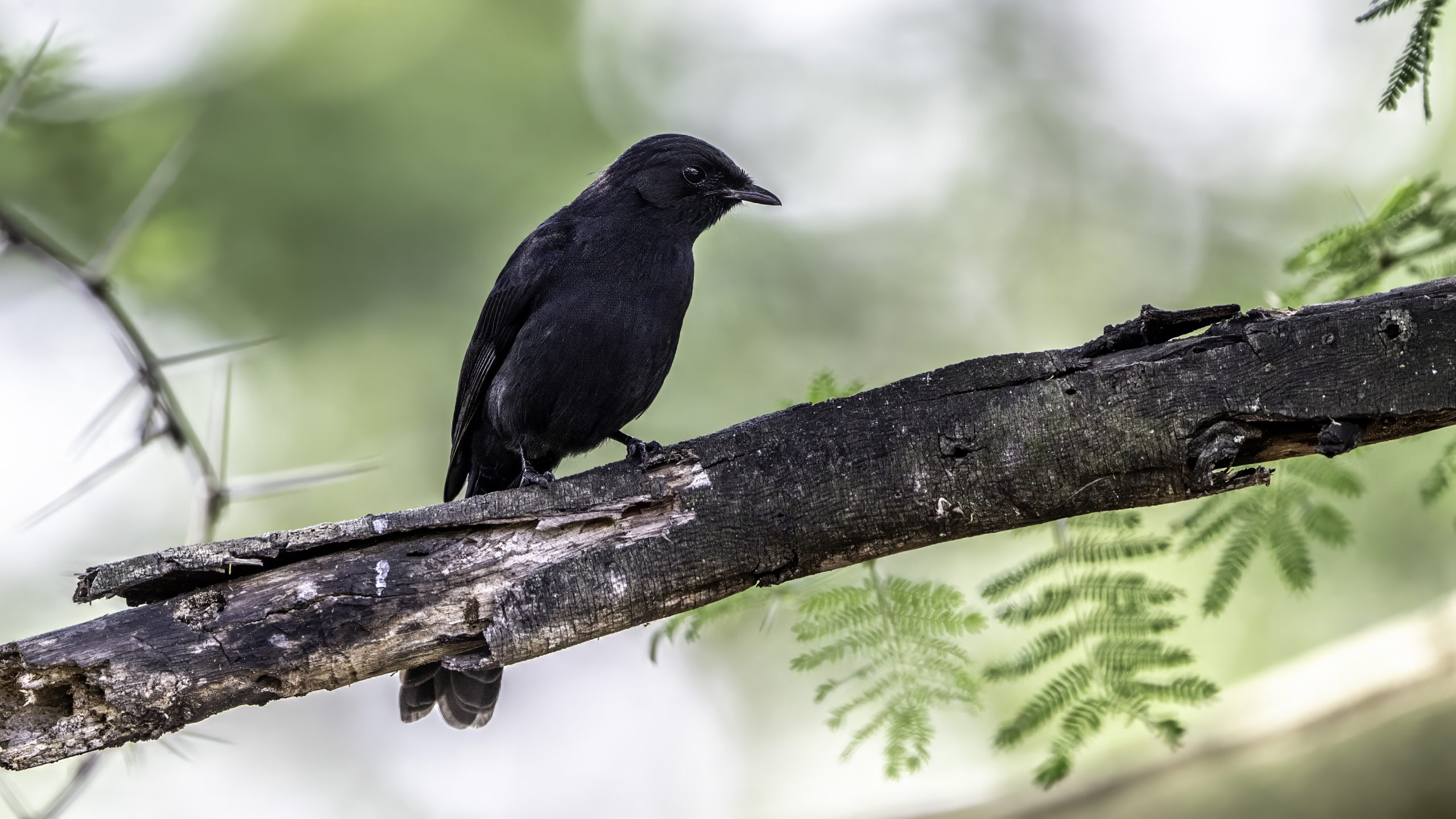 Northern black flycatcher