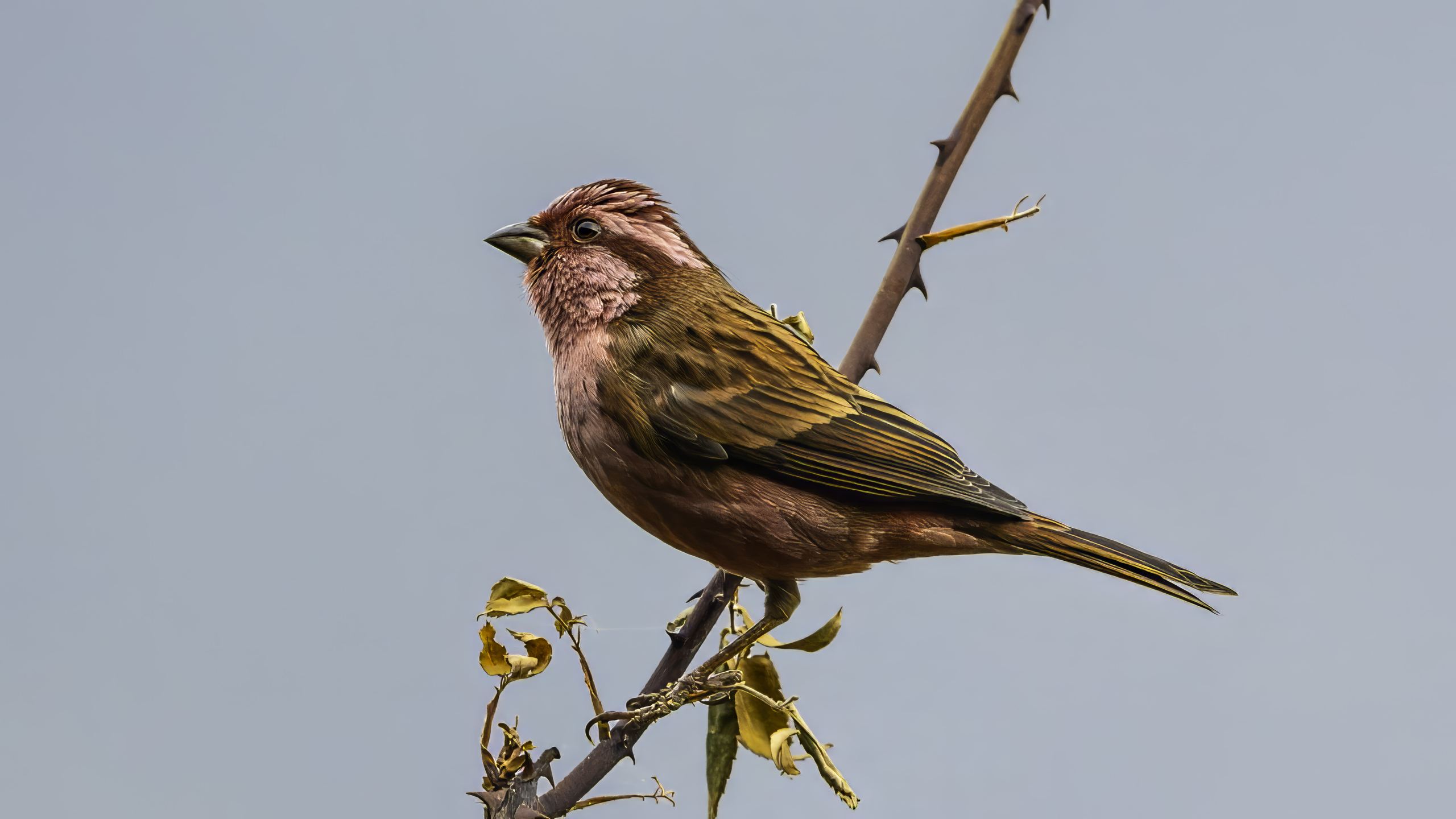 Pink-browed Rosefinch