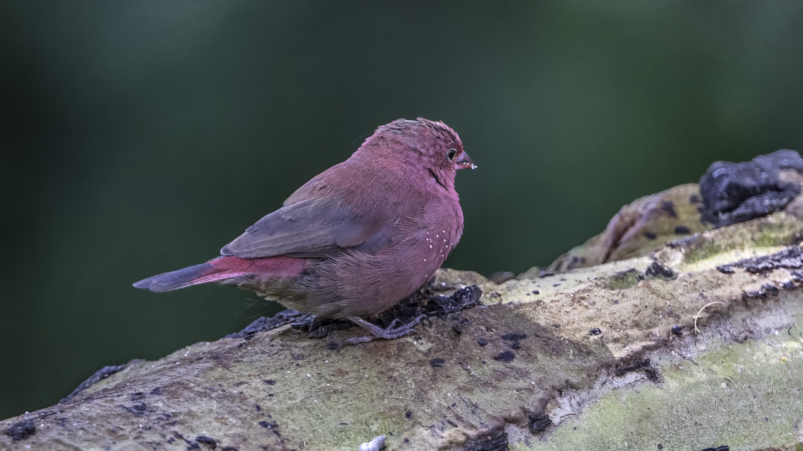 Red billed Firefinch