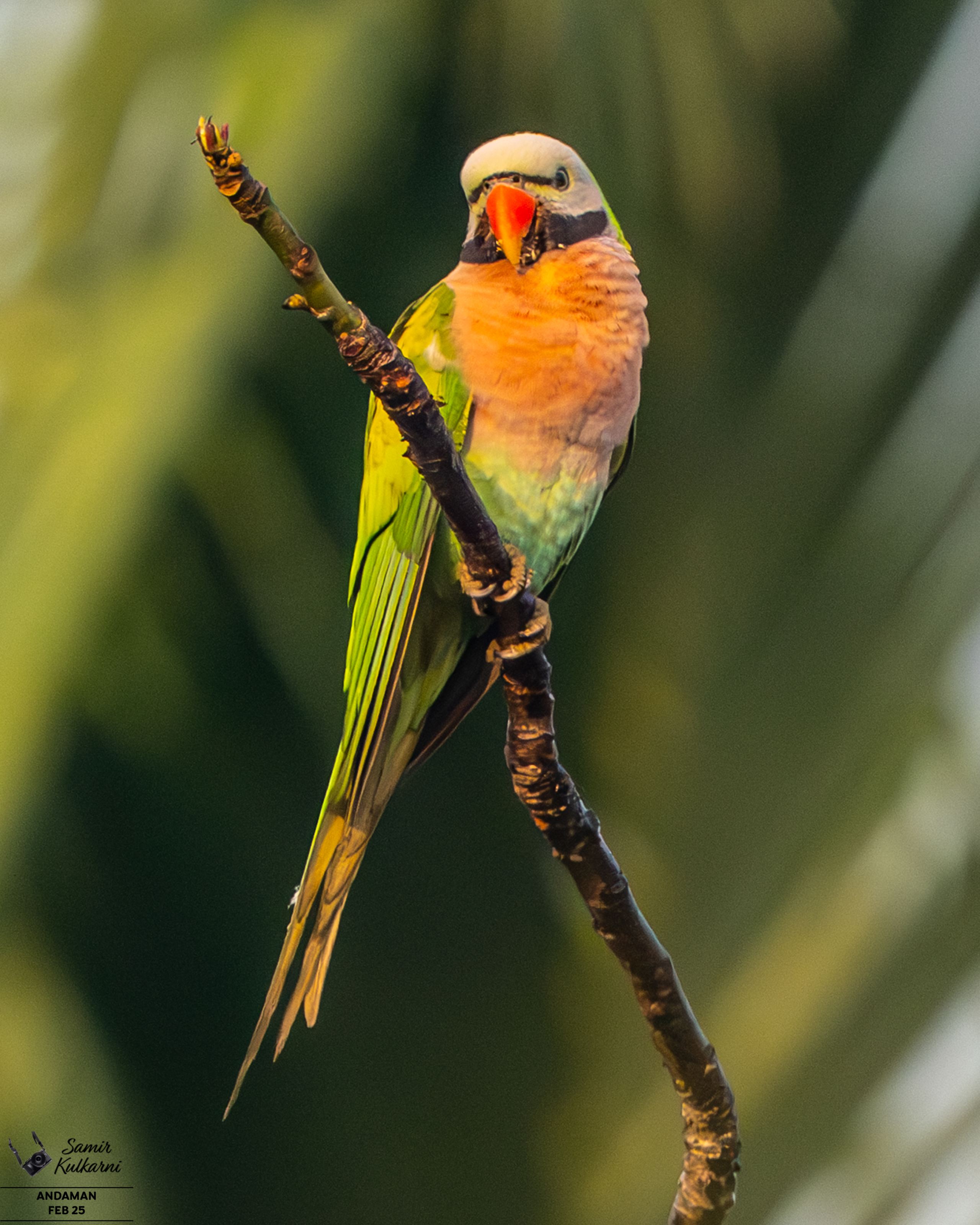 Red Breasted Parakeet