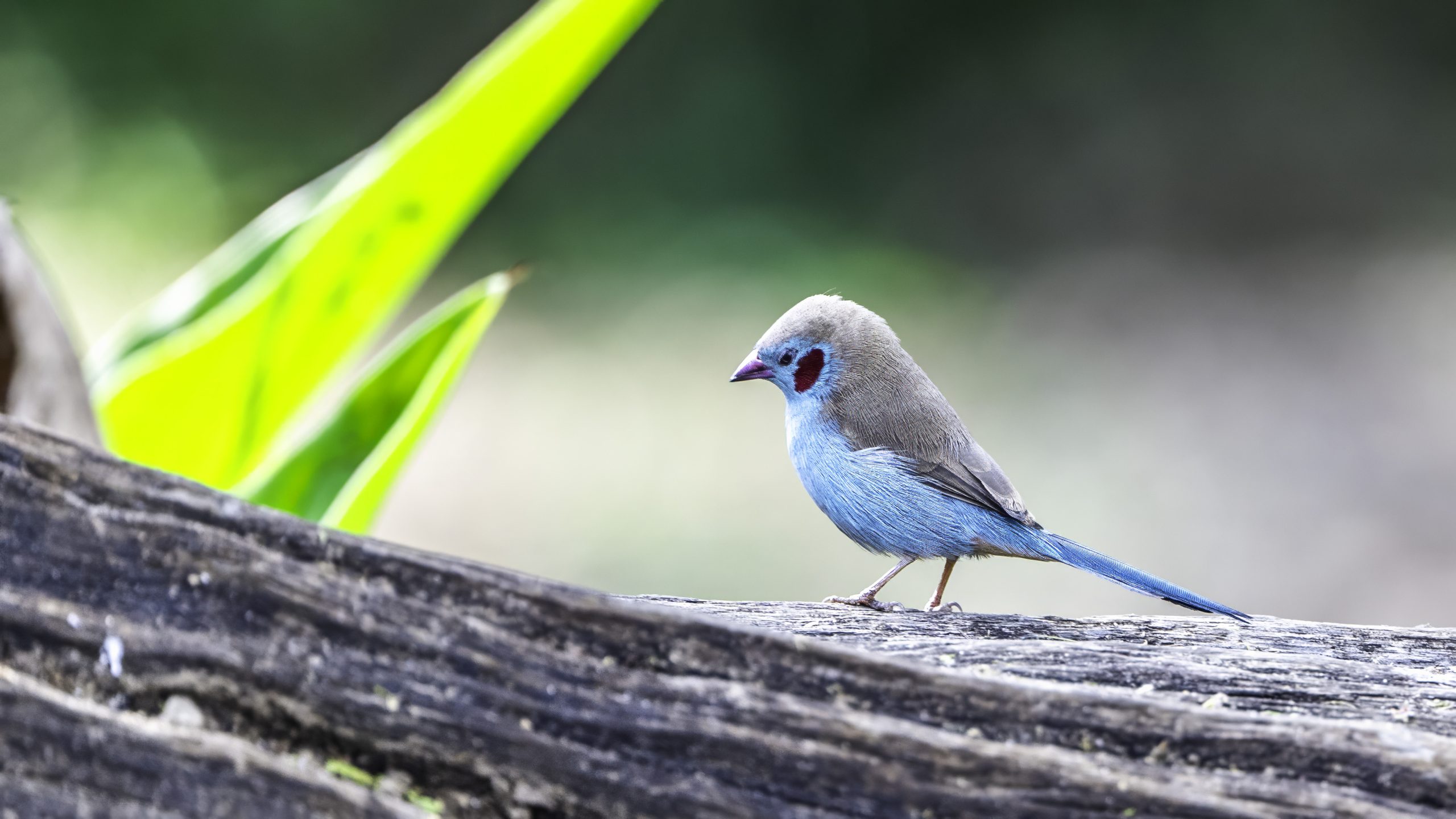 Red-cheeked cordon-bleu