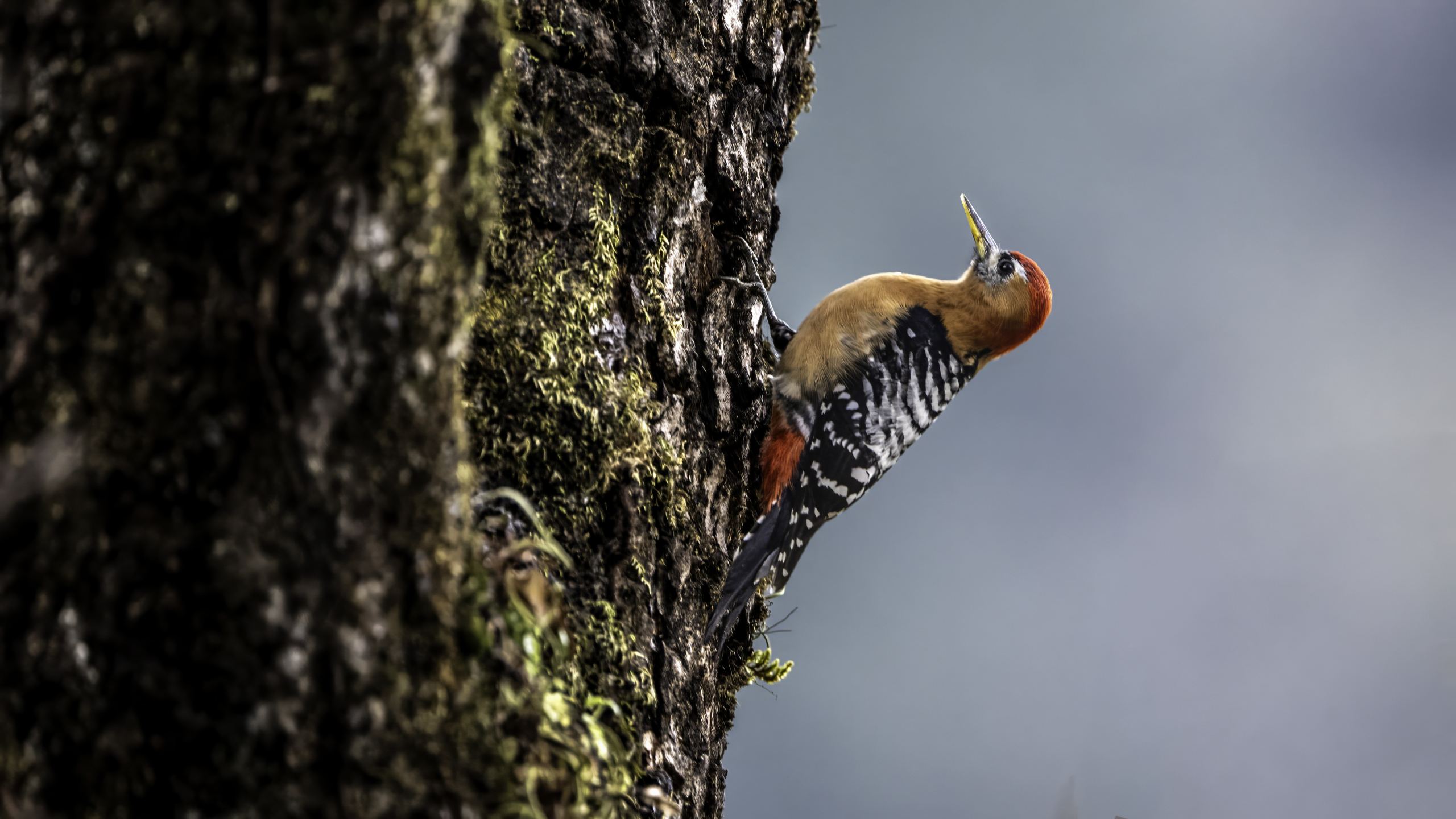 Rufous-bellied woodpecker