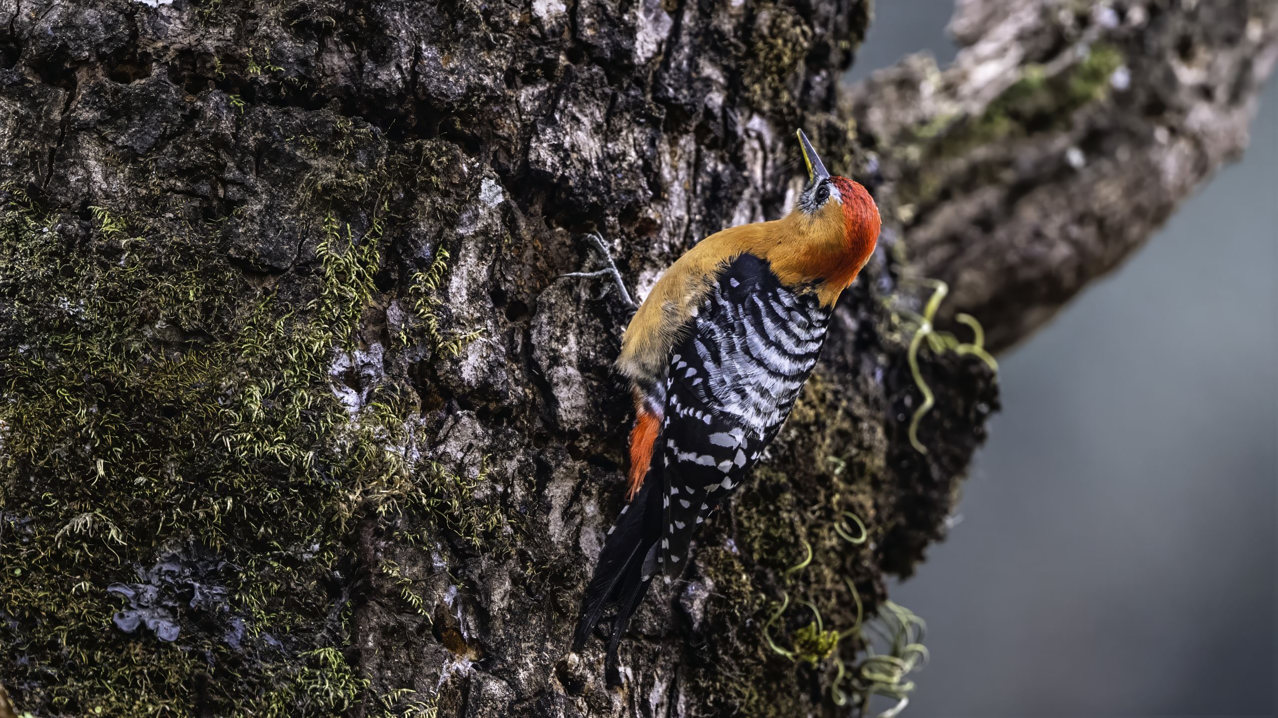 Rufous-bellied woodpecker