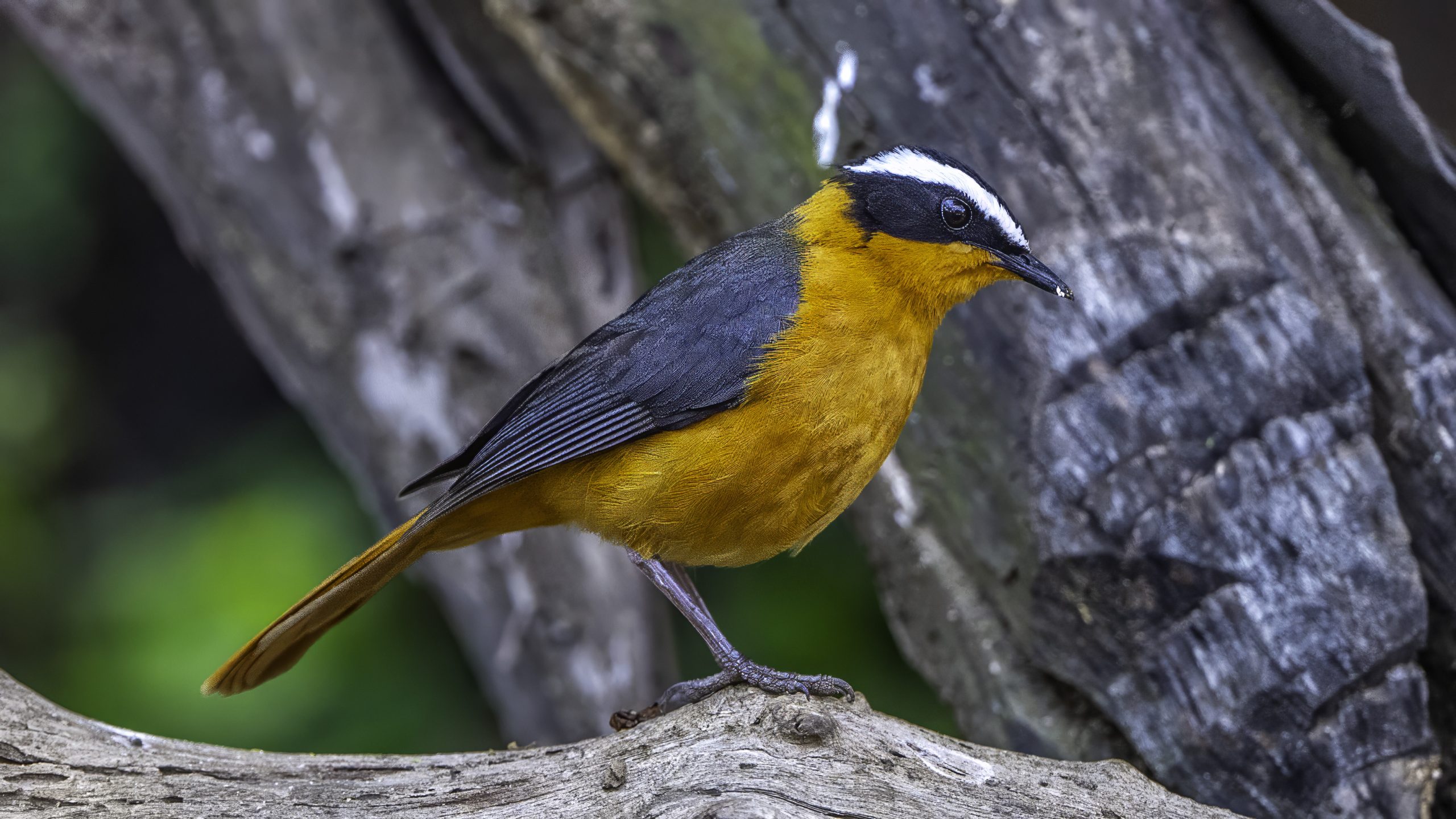 White-browed Robin-chat