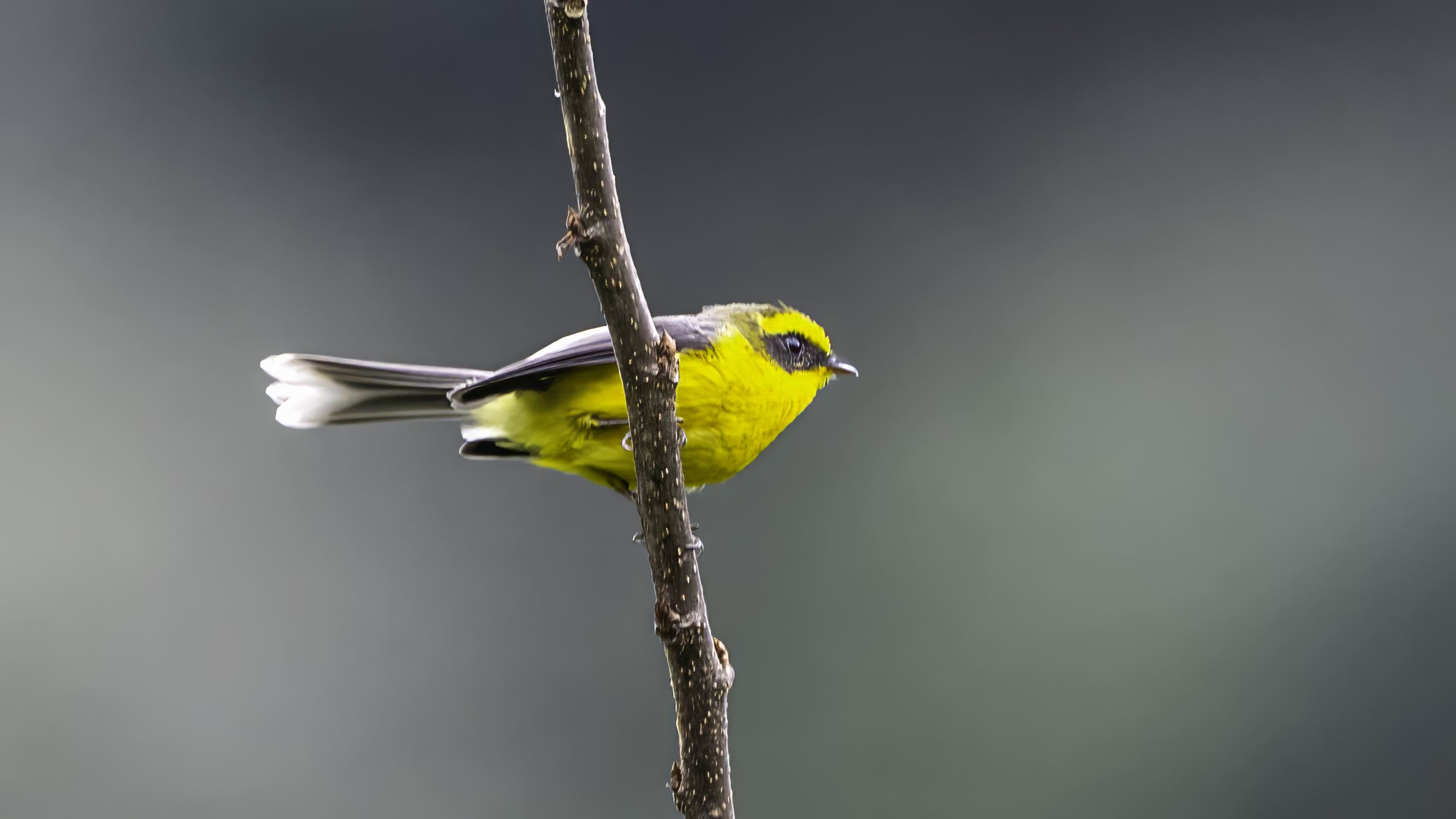 Yellow-bellied Fantail