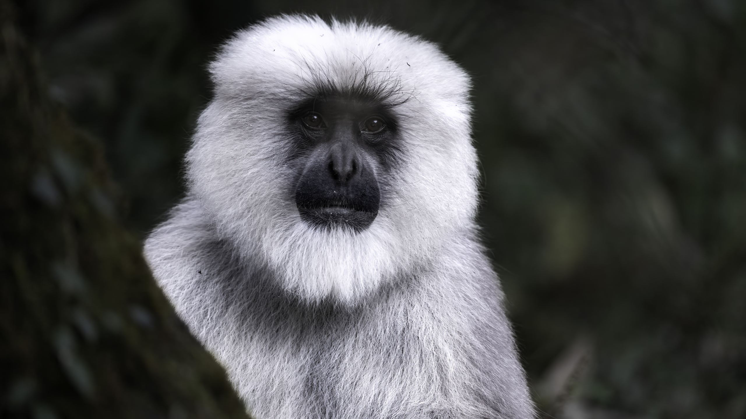 Himalayan Gray Langur
