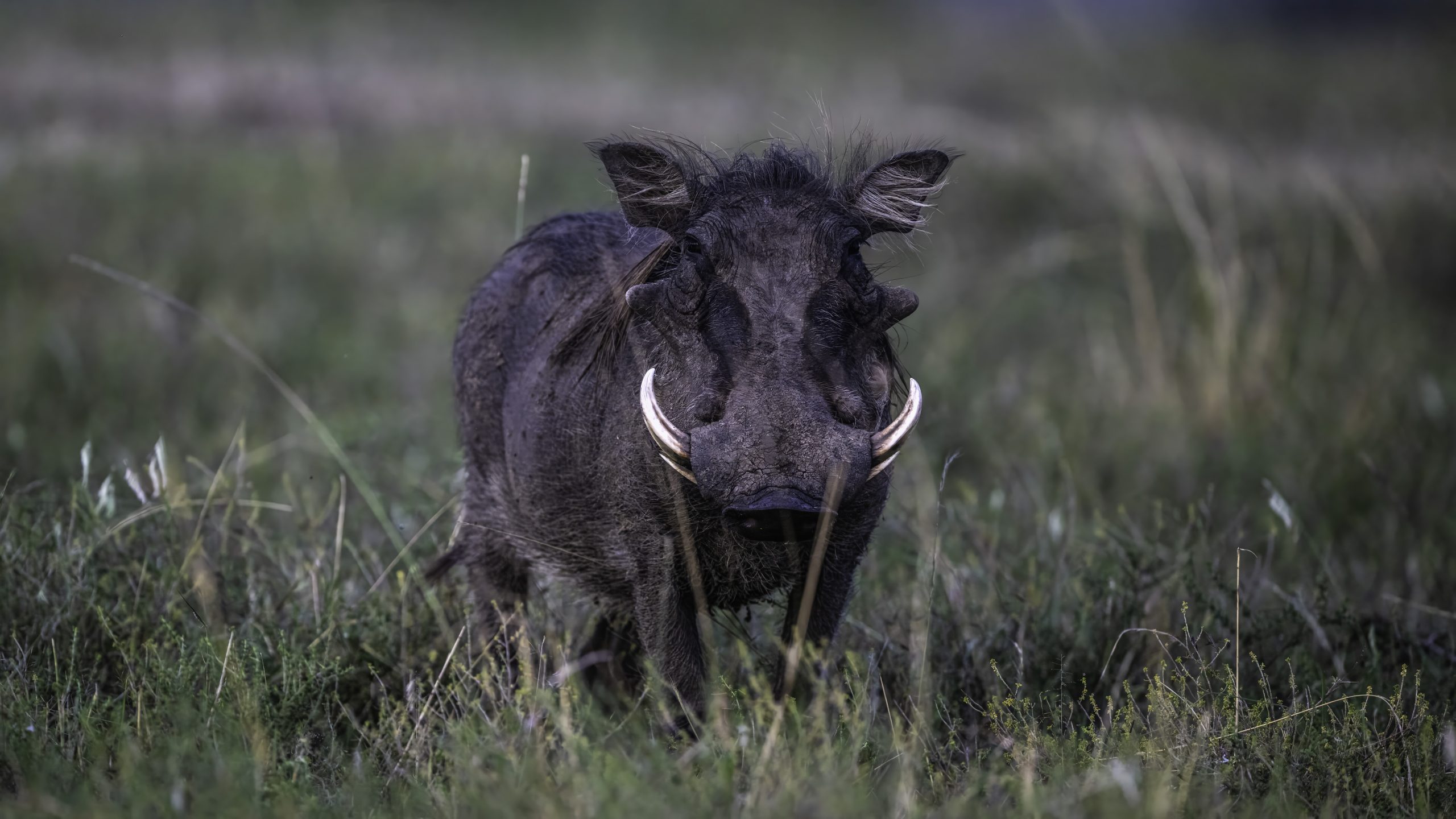 Warthog
